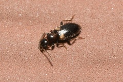 Hirticomus hispidus