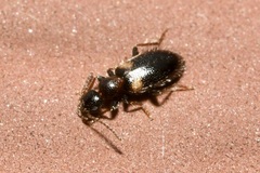 Hirticomus hispidus