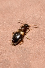 Hirticomus hispidus