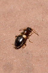 Hirticomus hispidus