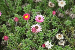 Achyranthemum recurvatum