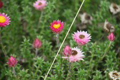 Achyranthemum recurvatum