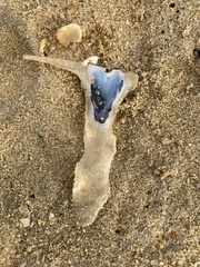 Malleus albus