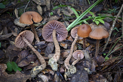 Laccaria squarrosa