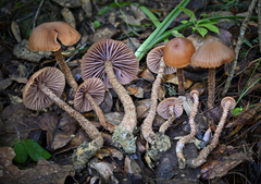 Laccaria squarrosa