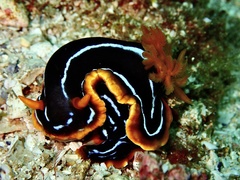Chromodoris kuiteri