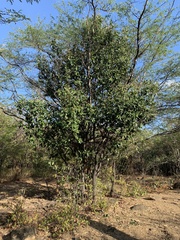Pradosia colombiana