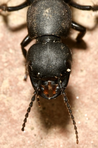 Devil's Coach Horse Beetle, photo 4 of 10