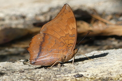 Charaxes bernardus