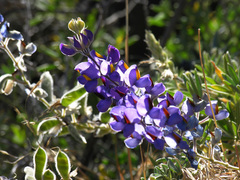 Lupinus altimontanus