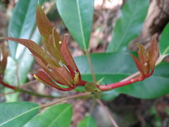 Macroglossum passalus