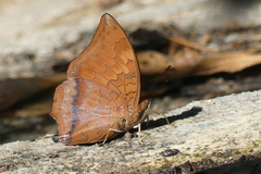 Charaxes bernardus