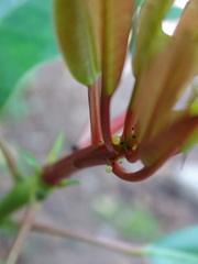 Macroglossum passalus