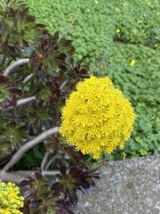 Aeonium arboreum