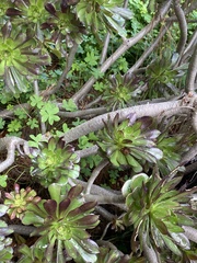Aeonium arboreum