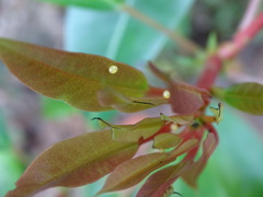 Macroglossum passalus