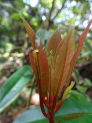 Macroglossum passalus