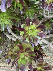 Aeonium arboreum