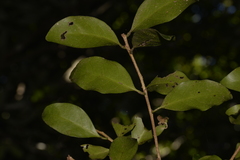 Actephila mooreana
