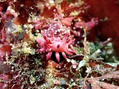 Okenia atkinsonorum