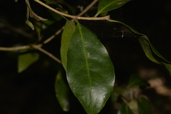 Actephila mooreana