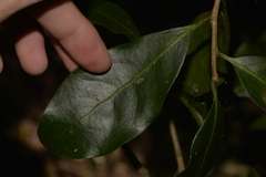 Actephila mooreana