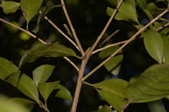 Actephila mooreana