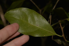Actephila mooreana