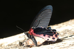 Papilio alcmenor