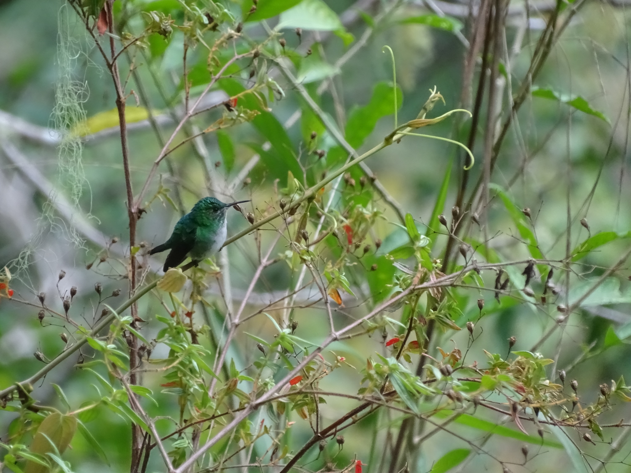 White-tailed Emerald (Microchera chionura), photo 10