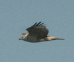 Buteo hemilasius