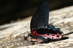 Papilio alcmenor