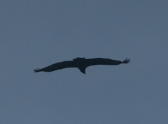 Aegypius monachus
