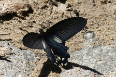 Papilio alcmenor