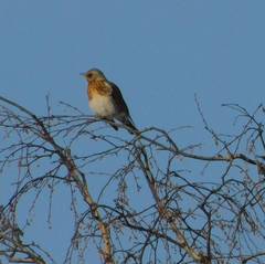 Turdus pilaris