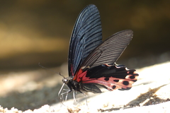 Papilio alcmenor
