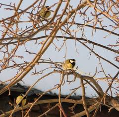 Parus major