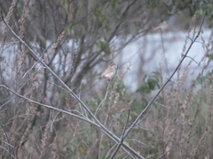 Emberiza schoeniclus