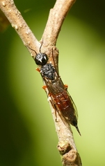 Xiphydria prolongata