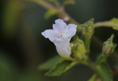 Strobilanthes ixiocephala