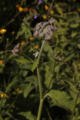 Arafoe aromatica