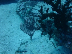 Ctenocella pectinata