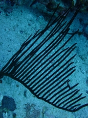 Ctenocella pectinata