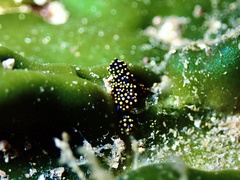 Stiliger aureomarginatus