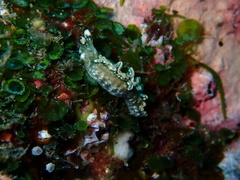 Thuridilla carlsoni