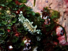 Thuridilla carlsoni