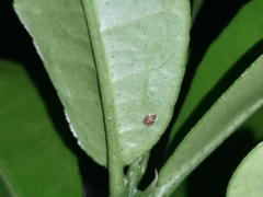 Diaphorina citri