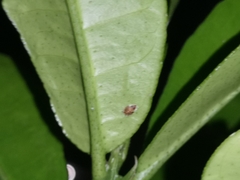 Diaphorina citri