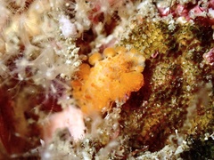 Limacia ornata