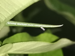 Diaphorina citri